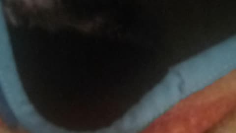 Birdo covered and talking