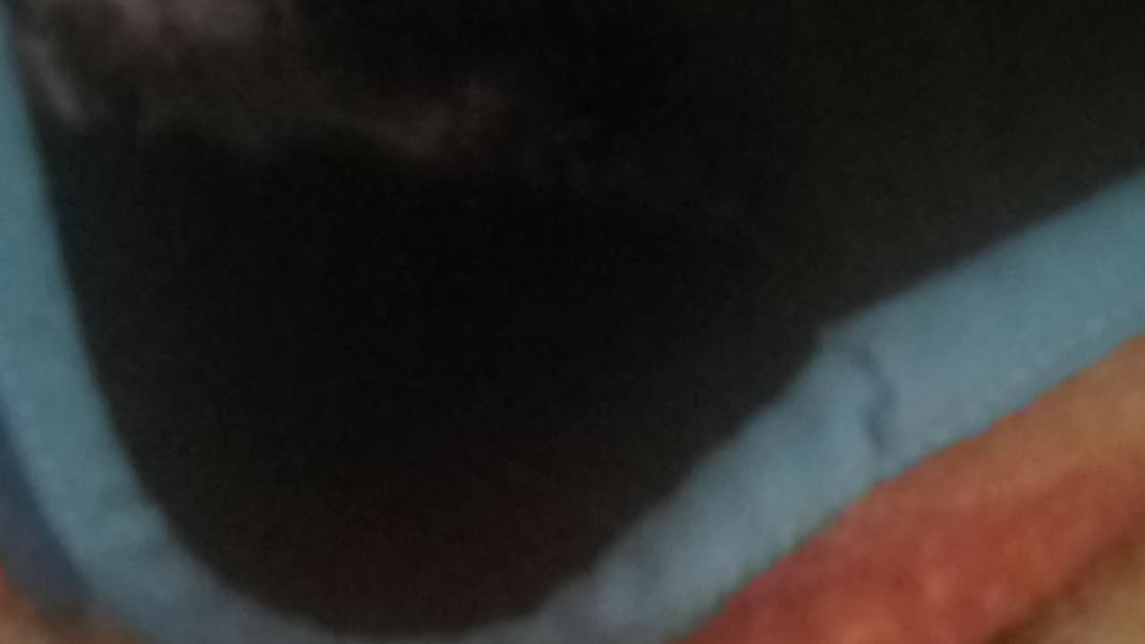 Birdo covered and talking