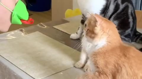 Cat funny moment