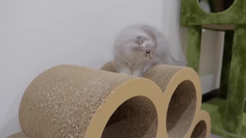 Here are the reactions of the kittens when they entered their daddy cat's room for the first time!