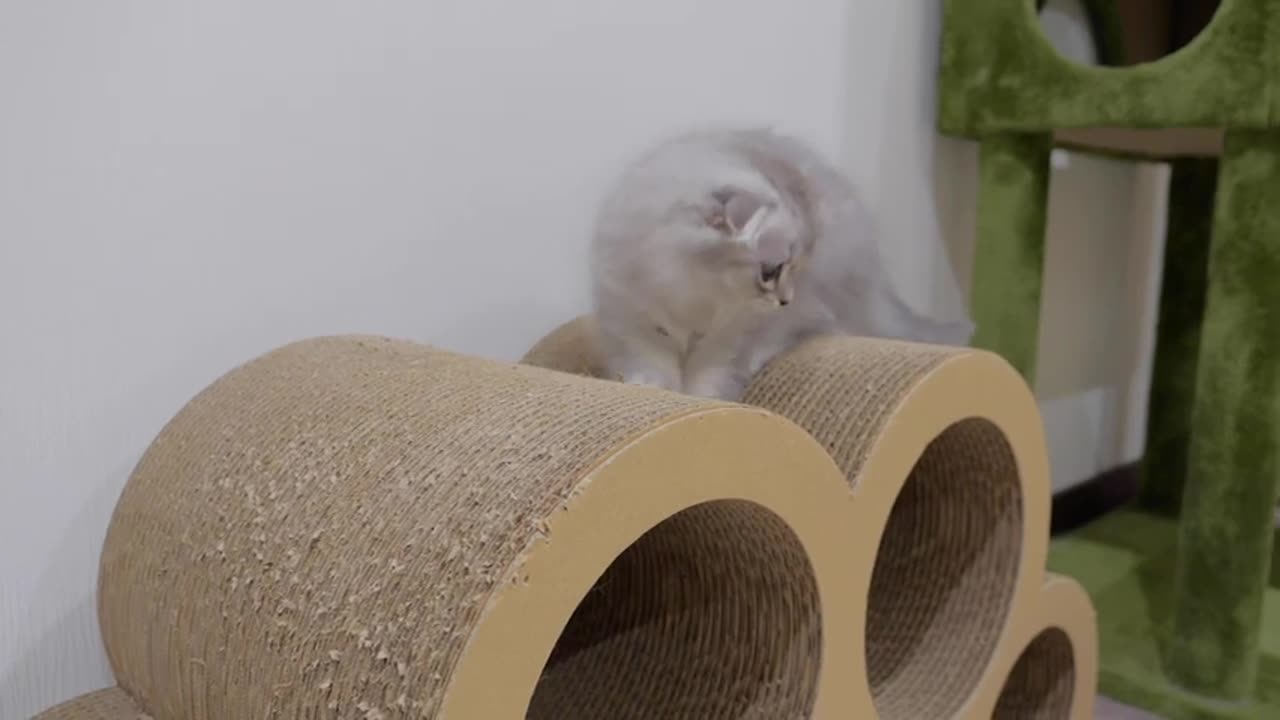 Here are the reactions of the kittens when they entered their daddy cat's room for the first time!