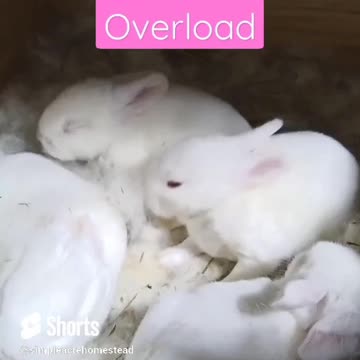 Cuteness Overload Baby Bunnies New Zealand Californian X