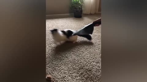 funny animal videos