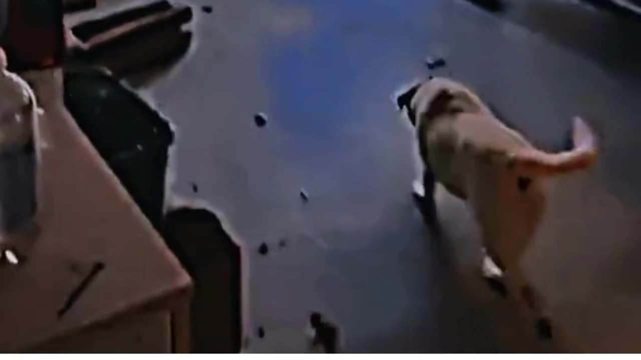 Man loves his dog more tham anything!