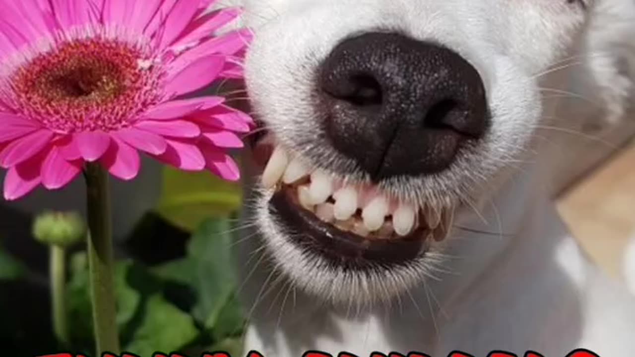 best funny 🐵🐔🐶🐷 videos 😂😂funniest dogs and cats videos 🐱🐶