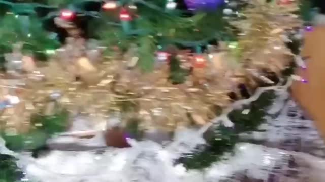 Funniest DOG Videos Ever!! 🐶 (Compilation of Funny DOGGOS) 🐶