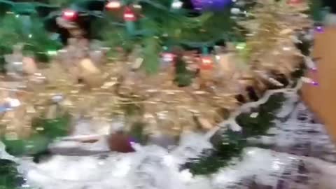 Funniest DOG Videos Ever!! 🐶 (Compilation of Funny DOGGOS) 🐶