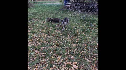 (SHORTS) Shadow Meets The Geese