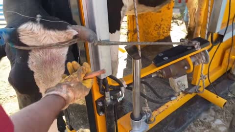cow hoof care and horn trimming