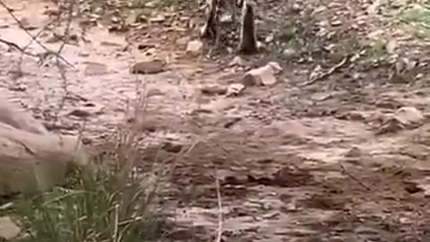 Tiger killed dog at zone 2 Ranthambore National Park, Tiger attack