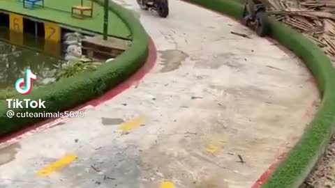FUNNY ANIMAL #shorts #funny #fun #funnyvideo #tiktok #tiktokvideo
