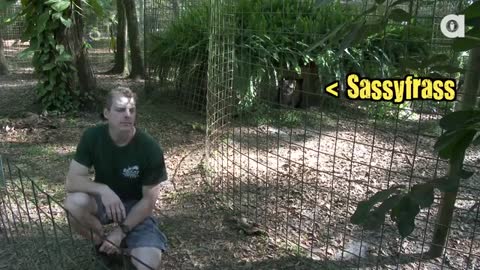 Never Turn Your Back on BIG CATS!