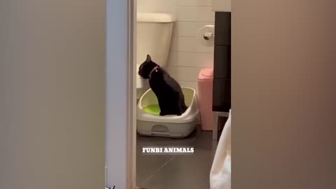 Funniest Cats And Dogs Videos - Best Funny Animal Videos 2023