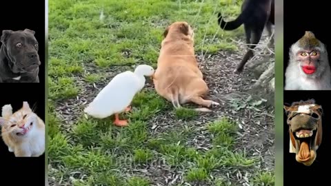 Very funny video cat and dog