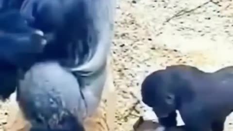 Funny animal in the world 🌍