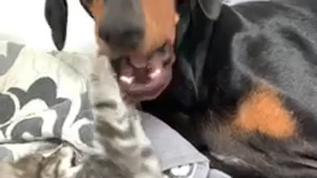 Baby and Rozie daily play