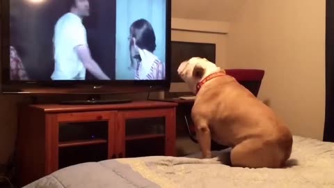 BullDog's Reaction To - The Nun Movie