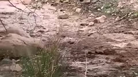 Tiger killed dog
