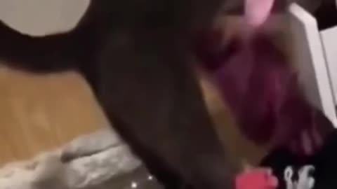 2023_ 😹 FUNNY CATS - Unbelievable CATS Antics - Ultimate Compilation 🐾 #humor #funnycats #cat