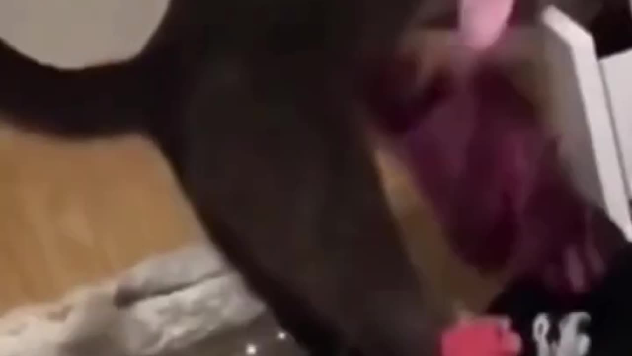 2023_ 😹 FUNNY CATS - Unbelievable CATS Antics - Ultimate Compilation 🐾 #humor #funnycats #cat
