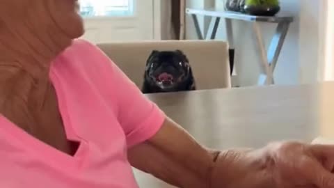 Funny pets
