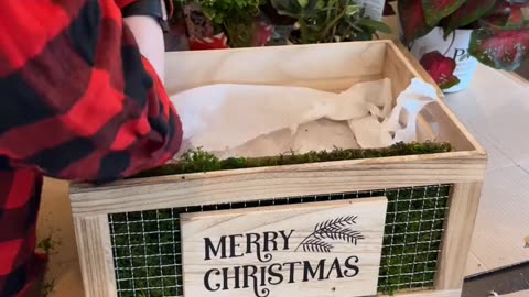 Caladiums for Christmas! Consider Caladiums for a Festive Twist this Christmas! 🌿