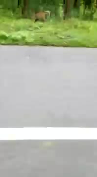 Royal Bengal Tiger following the bike rider in Sundarban area