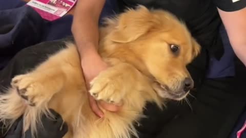 funny dogs gif