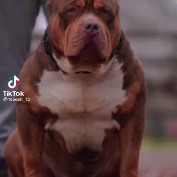 Welcome back big body dog