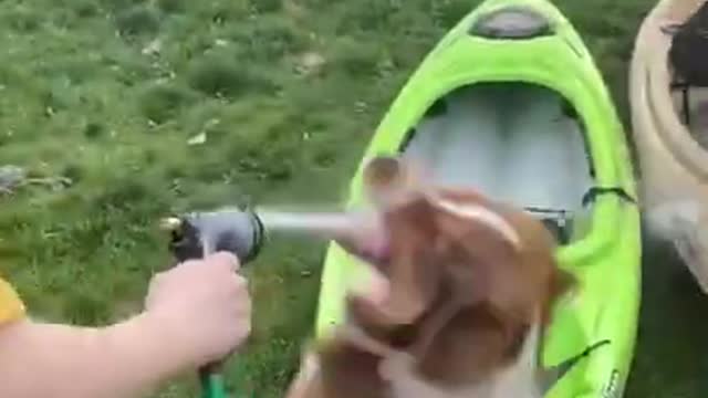 Dog Plays With Water From Pipe Hose As Owner Cleans Kayaks With It