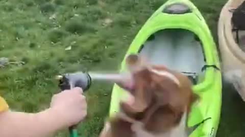 Dog Plays With Water From Pipe Hose As Owner Cleans Kayaks With It
