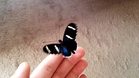 Amazing Blue Butterfly