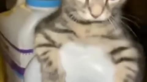 A Cute Kitten Stuck in A Jerrycan