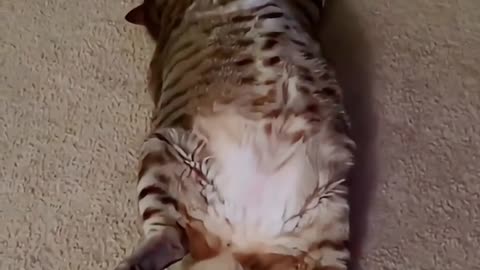furry animals