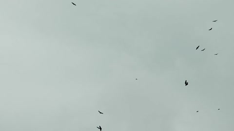 FLYING BIRDS IN TOWN