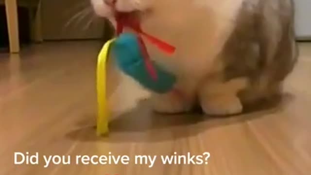 Lovely Cat, black cat, cats, funny cats, funny cat videos