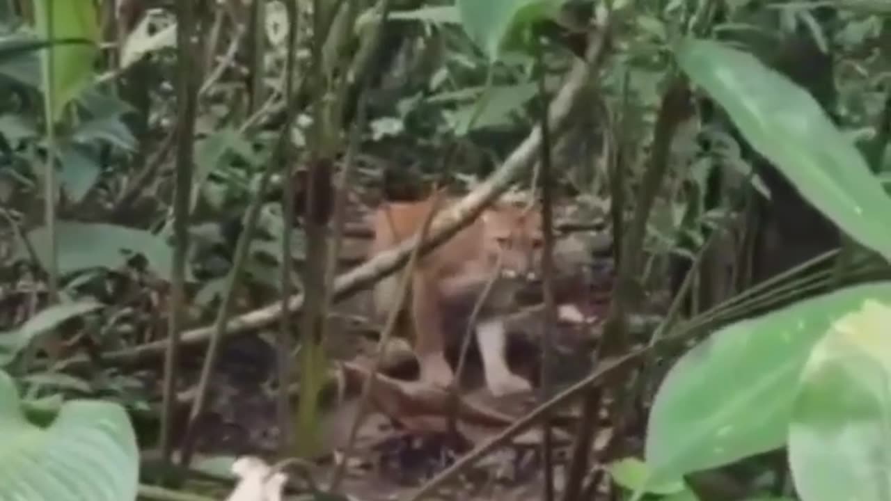 Look like humans are welcome by someone