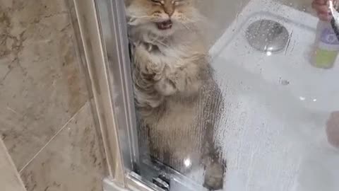 Try not to laugh watching funny animals.