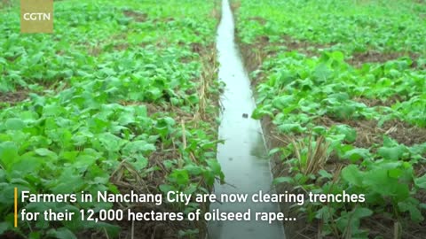 Winter sowing picks up steam across China after robust autumn yields