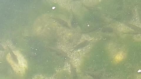 Water fish live