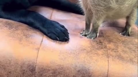 funny animals #short