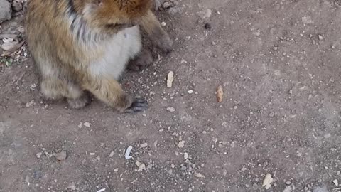 Moroccan monkey