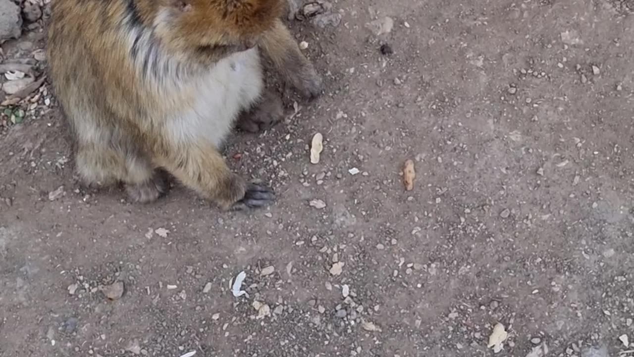 Moroccan monkey