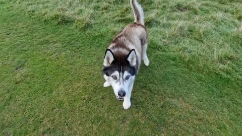 Husky Finds Out He's Sleeping In Room 2 Tonight!!