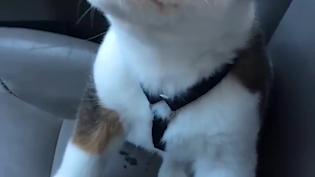 Funny Little Puppy Gets Angry at His Own Hiccups