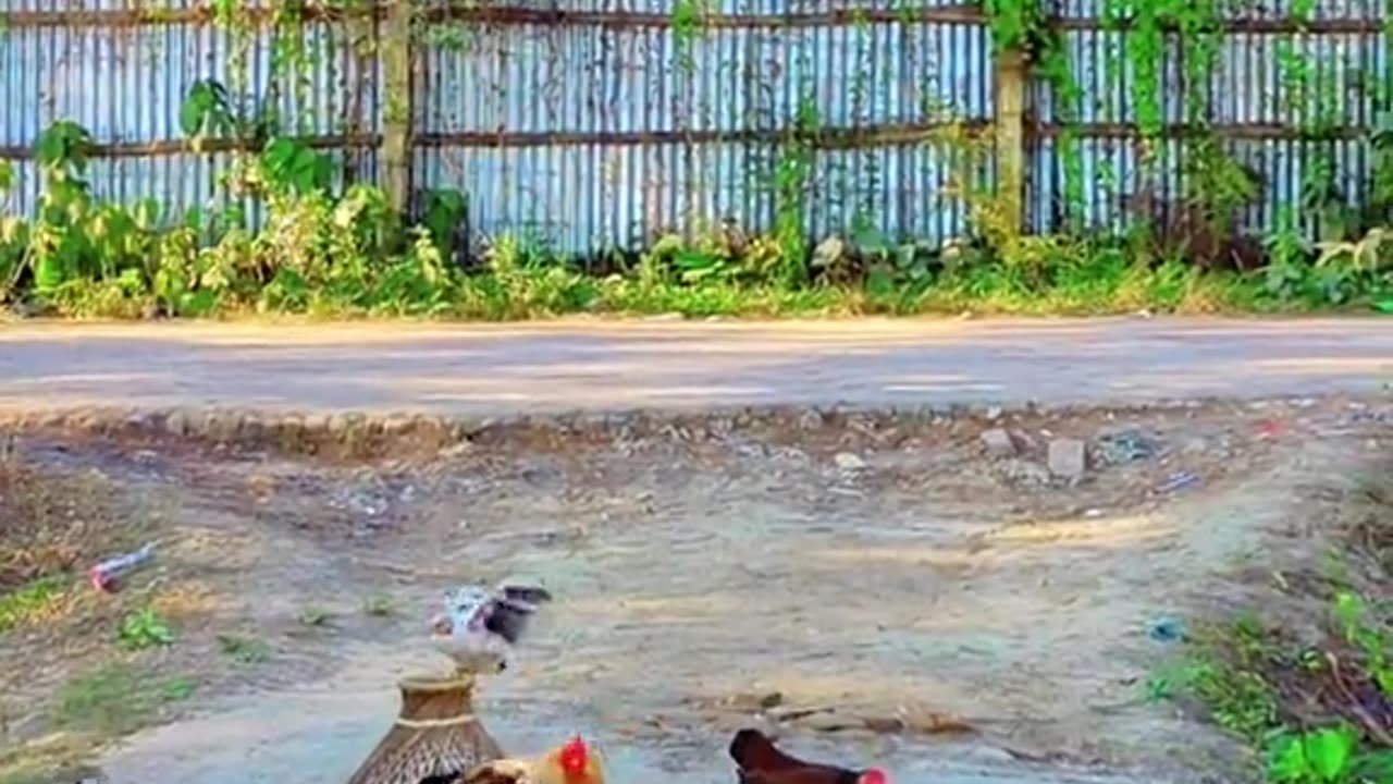গ্রাম বাংলার প্রকৃতি দেখুন।