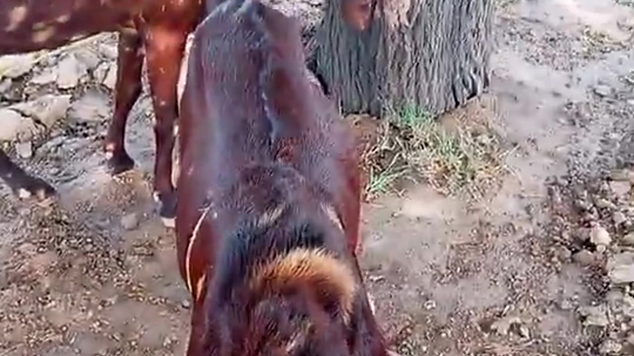 beautiful goats