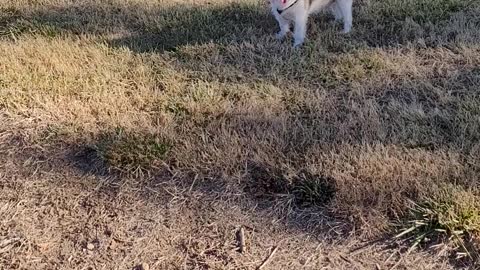 Boys at the dog park
