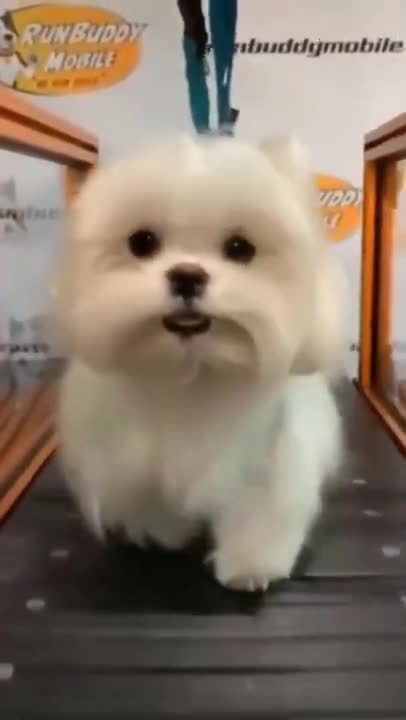 Cute Puppy Walking On Treadmill