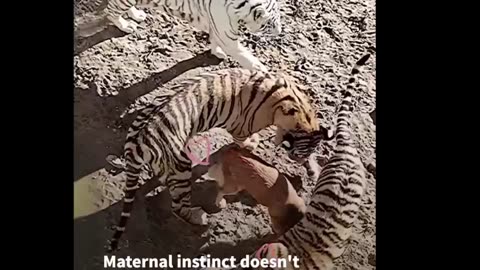 The lions vs 🐕🐶💕🐯#shorts#lions#short video #rumble